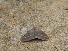 Argyrostrotis flavistriaria