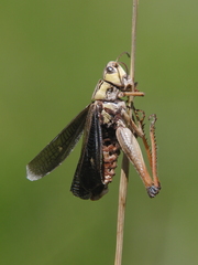 Stenobothrus rubicundulus
