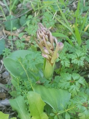Himantoglossum robertianum