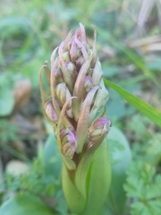 Himantoglossum robertianum