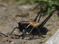 Pholidoptera aptera