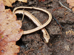 Anguis colchica