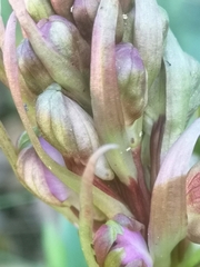 Himantoglossum robertianum