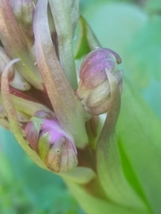 Himantoglossum robertianum