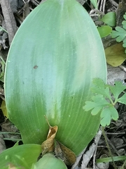 Himantoglossum robertianum