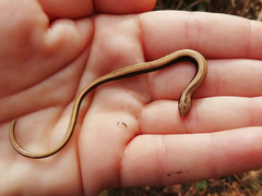 Anguis colchica