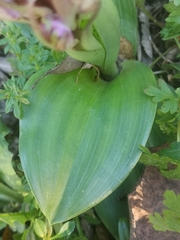 Himantoglossum robertianum