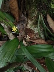 Curculigo orchioides