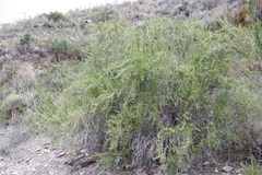 Cliffortia strobilifera