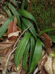 Curculigo orchioides