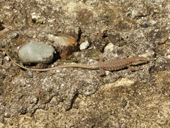 Darevskia rudis chechenica