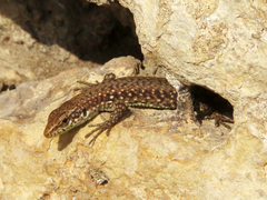 Darevskia rudis chechenica