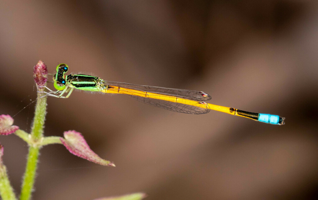 Gossamer Damselfly