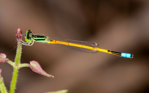 Ischnura rubilio Selys, 1876