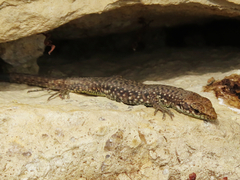 Darevskia rudis chechenica