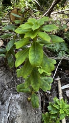 Archidasyphyllum diacanthoides