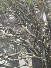 Streptopelia chinensis