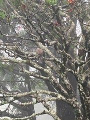 Streptopelia chinensis