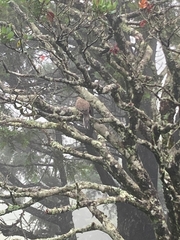 Streptopelia chinensis