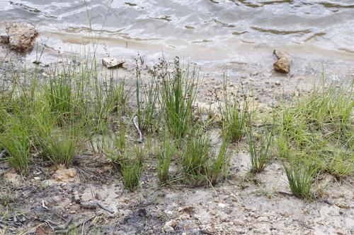 Juncus exsertus (Juncus exsertus)