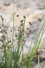 Juncus exsertus