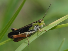 Stenobothrus rubicundulus