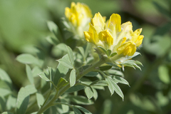 Chamaecytisus austriacus