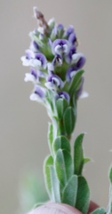 Psoralea spicata