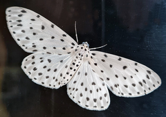 Antipercnia belluaria