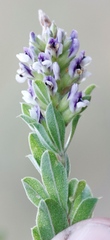 Psoralea spicata