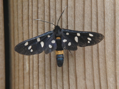 Amata phegea