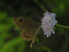 Lasiommata