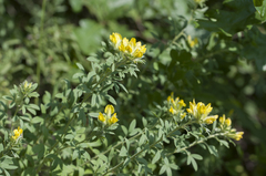Chamaecytisus austriacus