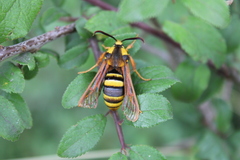Sesia apiformis