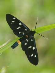 Amata phegea