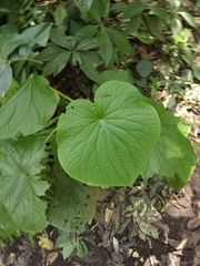 Piper umbellatum