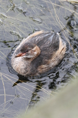 Tachybaptus ruficollis capensis