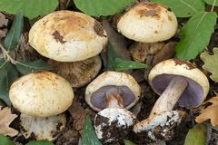 Cortinarius catharinae
