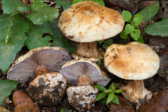 Cortinarius catharinae