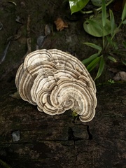 Trametes menziesii
