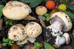Cortinarius cisticola