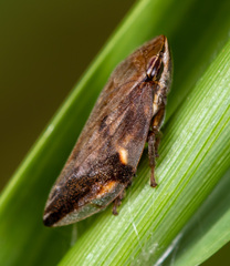 Clovia