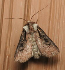 Agrotis obliqua