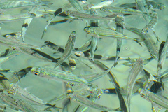 Atheriniformes