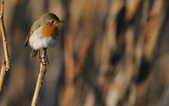 Erithacus rubecula rubecula