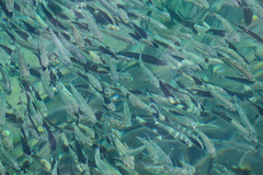Atheriniformes