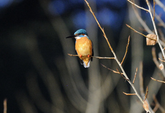 Alcedo atthis ispida