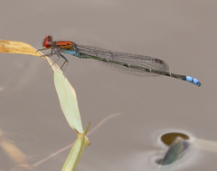 Pseudagrion massaicum