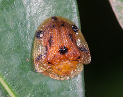Laccoptera