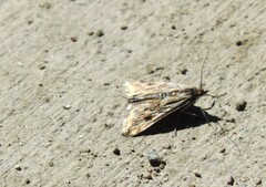 Loxostege cereralis